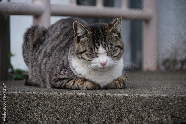 Obraz お昼寝してるキジトラ柄とハチワレ柄の野良猫