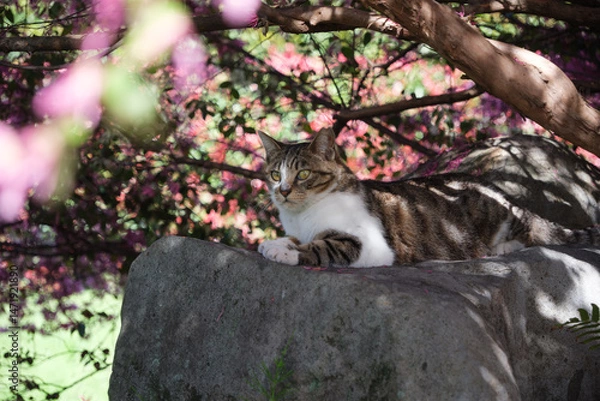 Fototapeta トキワマンサクの下で木漏れ日の中お座りしてるベンガル模様の野良猫