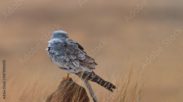 Fototapeta This striking image captures Montagu’s Harrier, a slender and elegant bird of prey known for its graceful flight over open grasslands and agricultural fields. With its long wings, narrow body, and eye