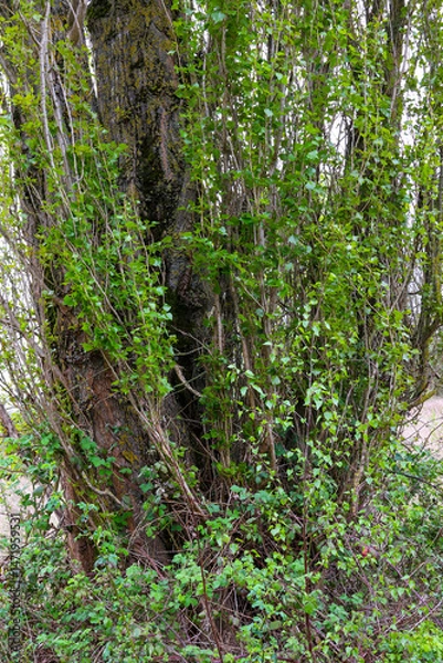 Fototapeta A poplar tree in closeup