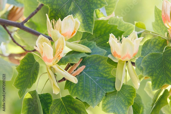 Obraz ユリノキ（百合の木）の花