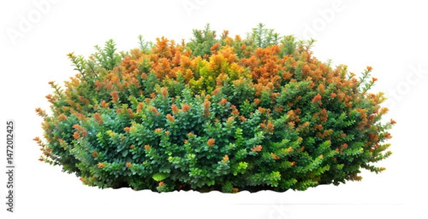 Fototapeta bush plant isolated, shrubs and grass, Sage plant(Juniper Bush, Cytisus supranubius ,Euphorbia gummifera)  plant on transparent background, clipping path.