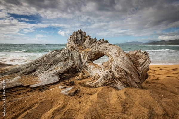 Obraz Drewno na plaży