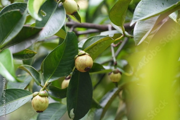 Obraz A young mangosteen fruit hanging on the tree, surrounded by dark green leaves capturing the early stages of tropical fruit development