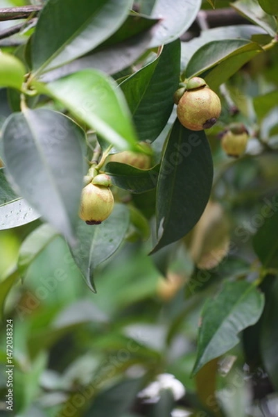 Obraz A young mangosteen fruit hanging on the tree, surrounded by dark green leaves capturing the early stages of tropical fruit development