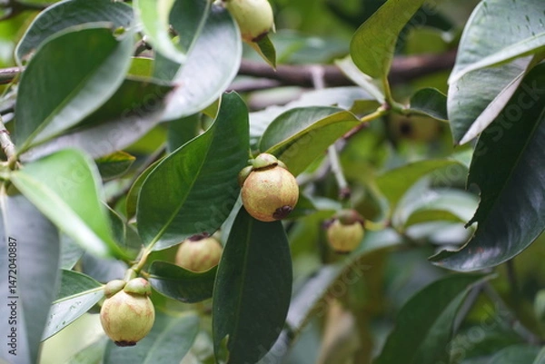 Obraz A young mangosteen fruit hanging on the tree, surrounded by dark green leaves capturing the early stages of tropical fruit development
