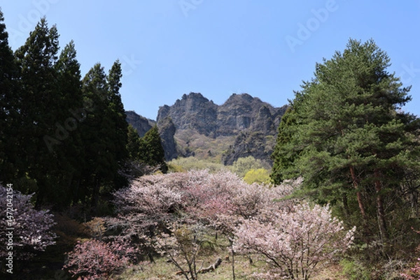 Obraz 妙義山の桜