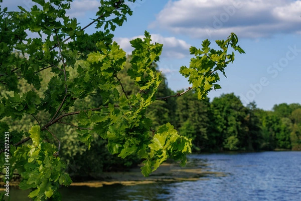Fototapeta Frühling am Pröbsting See in Borken