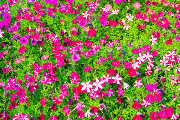 Fototapeta A vibrant hillside covered in a dense carpet of colorful petunia flowers under a clear blue sky.