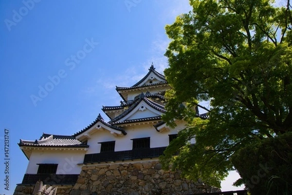 Fototapeta 青空と深緑と彦根城天守閣