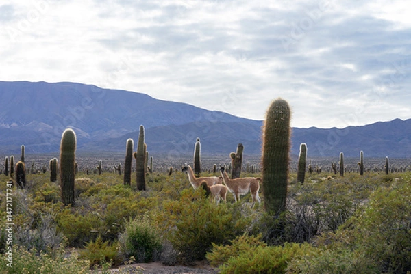 Fototapeta :"Group of vicuñas among the cacti, in Los Cardones National Park, near Cachi, Salta, Argentina