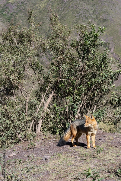 Fototapeta A fox in the bushes