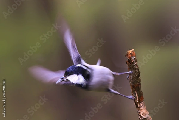 Fototapeta A small Black Headed Tit with a seed in its beak flies of a dry branch