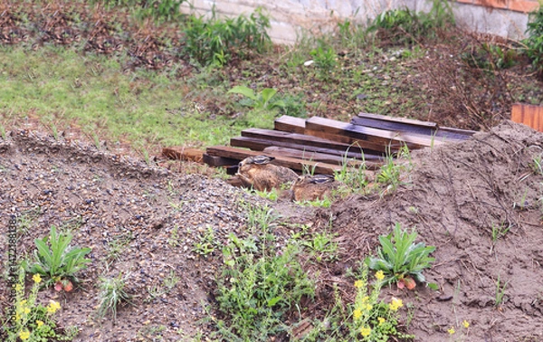 Fototapeta Two hares in the rain near a construction site...