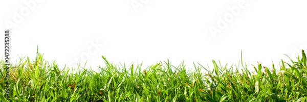 Obraz green grass isolated on white