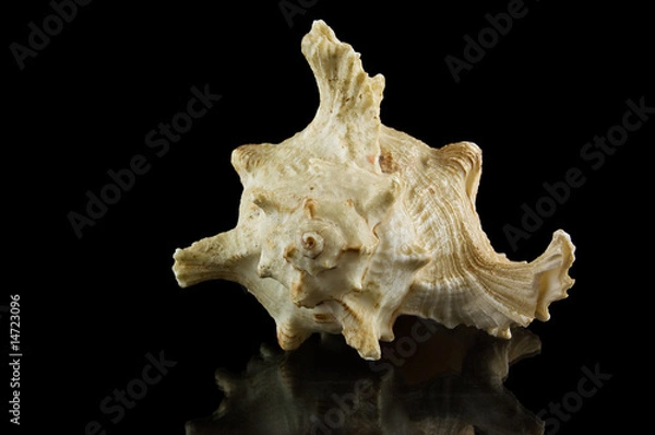 Obraz Sea shell