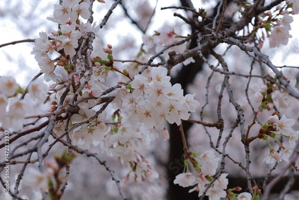 Obraz 桜