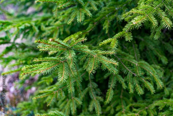 Fototapeta Close-up of vibrant green spruce branches with sharp needles