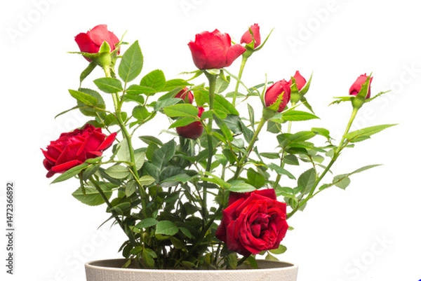 Obraz red roses in a pot, png file