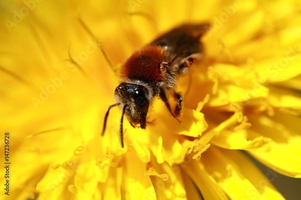 Fototapeta Bestäubung