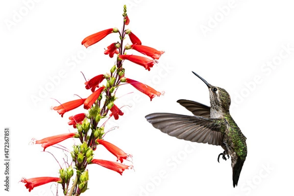 Fototapeta Anna's Hummingbird (Calypte Anna) Photo, in Flight, Feeding on Parry's penstemon (Penstemon parryi) Blooms, on a Transparent, Isolated PNG Background