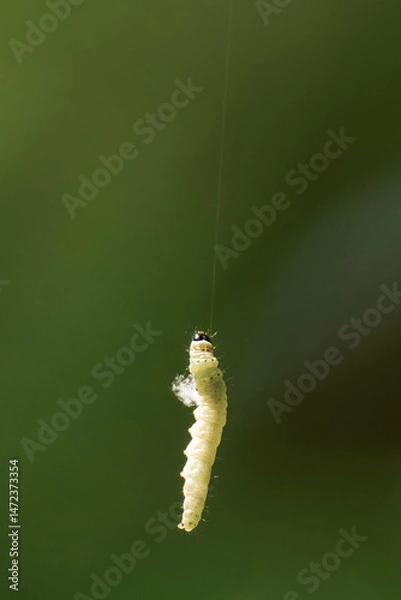 Fototapeta Green caterpillar hanging on a tiny thread.