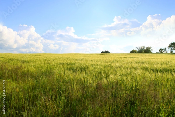 Fototapeta Weizenfeld,Landschaft
