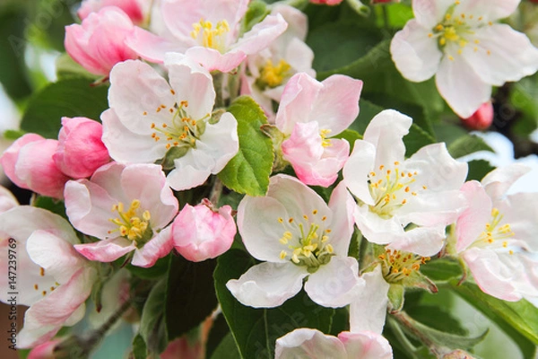 Fototapeta Beautiful flowering apple tree branch 