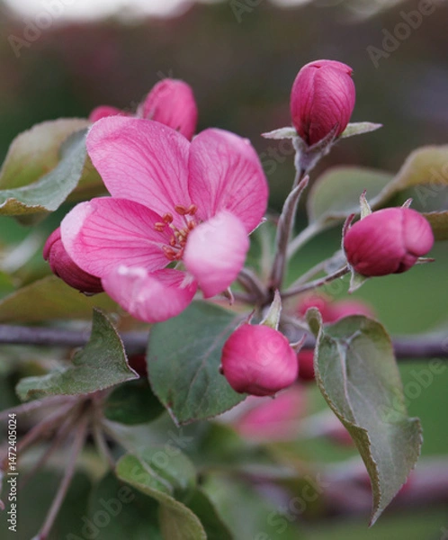 Fototapeta Very beautiful blossoming apple tree. Delicate pink flowers of apple tree. Apple tree in blossom.