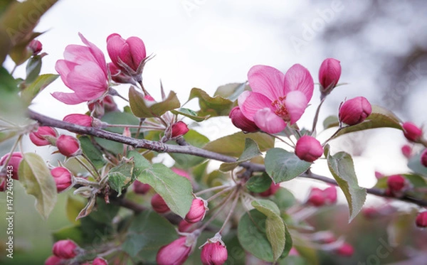 Fototapeta Very beautiful blossoming apple tree. Delicate pink flowers of apple tree. Apple tree in blossom.