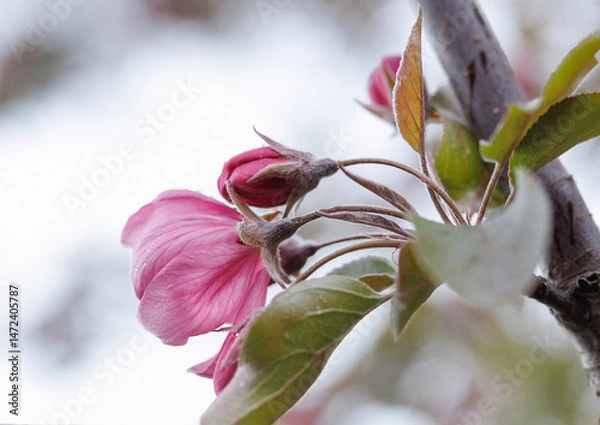 Fototapeta Very beautiful blossoming apple tree. Delicate pink flowers of apple tree. Apple tree in blossom.