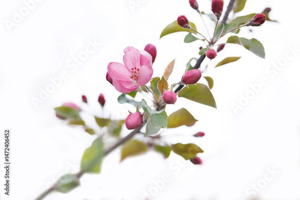 Fototapeta Very beautiful blossoming apple tree. Delicate pink flowers of apple tree. Apple tree in blossom.