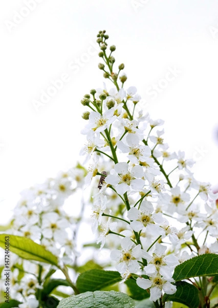 Fototapeta Delicate flowers of bird cherry. Inflorescences of bird cherry.