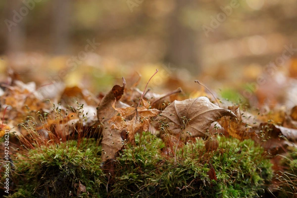 Fototapeta Close up of dry maple leaves on soft green moss in Japanese woodland