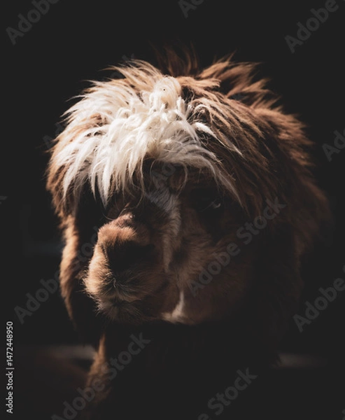 Fototapeta Alpaca has a combination of brown and white wool, with the brown fibers contrasting with the softer, whiter hair around the forehead and eyes. The large, dark eyes are gentle and expressive.