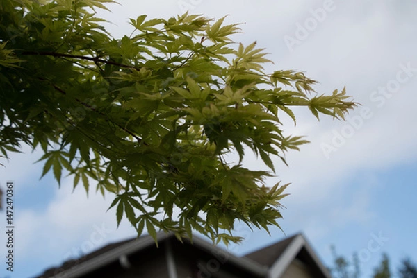 Obraz The delicate detail of nature against the structured lines of home.