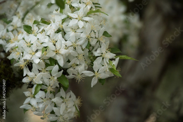 Obraz A Close-Up of Delicate White Blossoms - 3