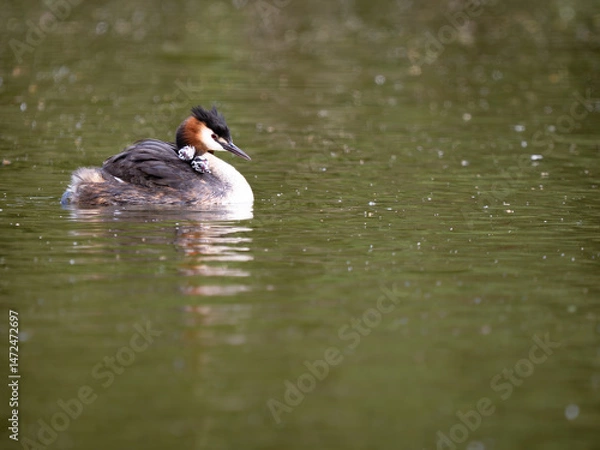 Obraz Adult Great Crested Grebe with Young Fledgling Chicks on her back.