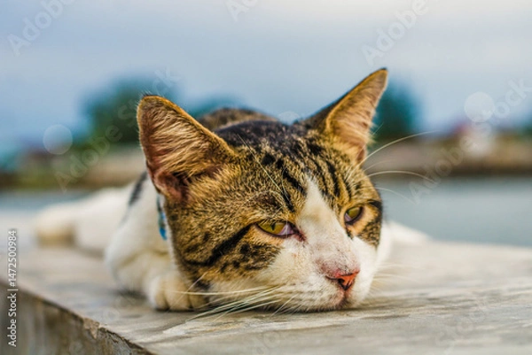 Obraz A cat lying on the beach in the afternoon