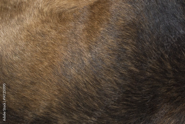 Obraz Dog fur texture