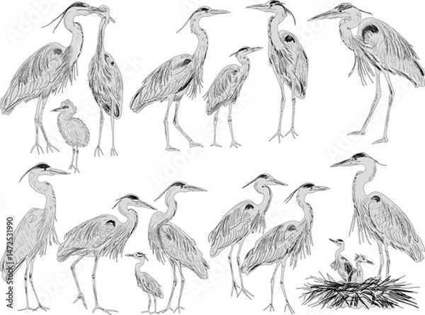 Obraz sixteen herons sketches collection isolated on white