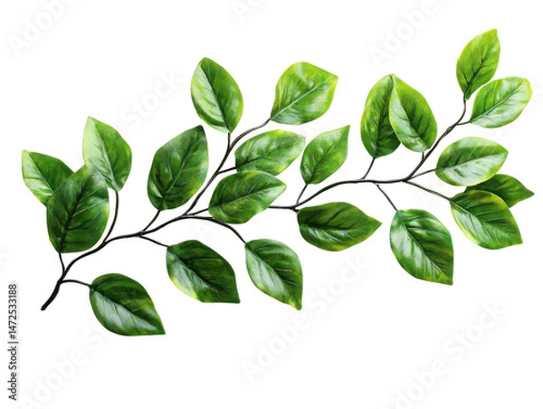 Obraz Lush green leaves branch in nature botanical photography close-up. Isolated on transparent background, png.