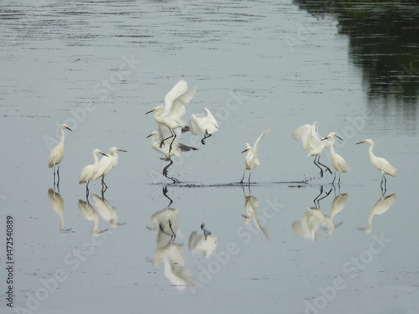 Obraz .A group of snowy egrets enjoying a beautiful summer day at the Bombay Hook National Wildlife Refuge, Kent County, Delaware.