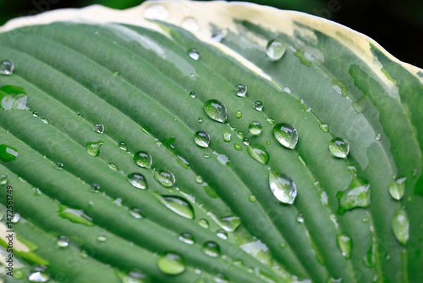 Obraz Wassertropfen auf dem Blatt einer Funkie