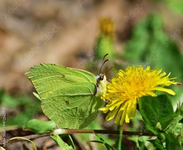 Fototapeta Zitronenfalter (Gonepteryx rhamni) Männchen
