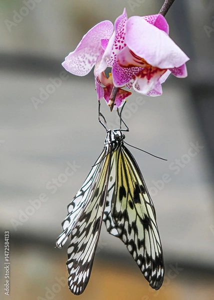 Fototapeta Close up with a colourful butterfly resting on a plant