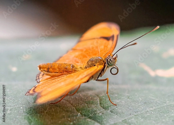 Fototapeta Close up with a colourful butterfly resting on a plant