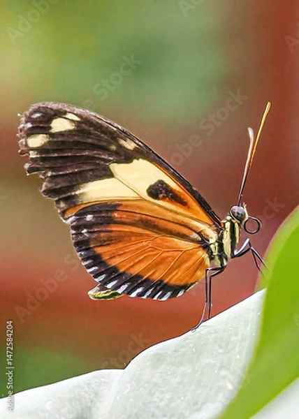 Fototapeta Close up with a colourful butterfly resting on a plant