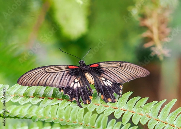 Fototapeta Close up with a colourful butterfly resting on a plant