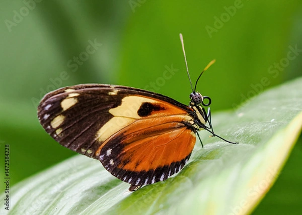 Fototapeta Close up with a colourful butterfly resting on a plant